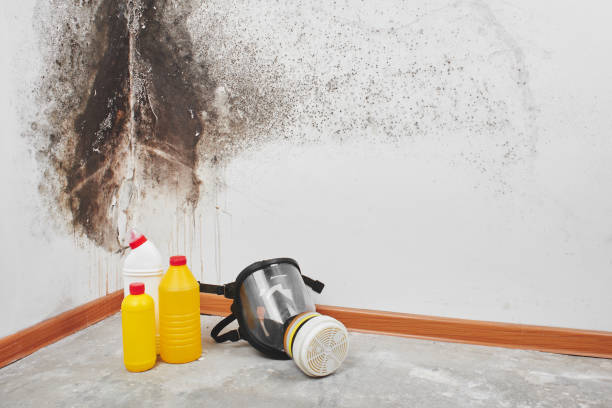 Best Mold Remediation  in Briar, TX