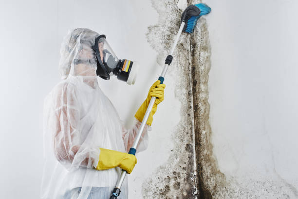 Best Mold Damage Repair  in Briar, TX