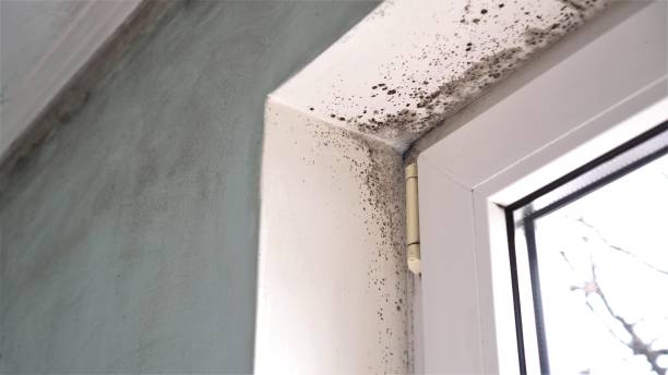 Best Attic Mold Removal  in Briar, TX