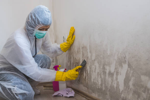 Best Residential Mold Removal  in Briar, TX
