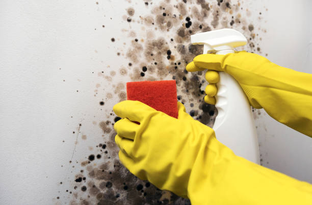 Best Mold Remediation  in Briar, TX