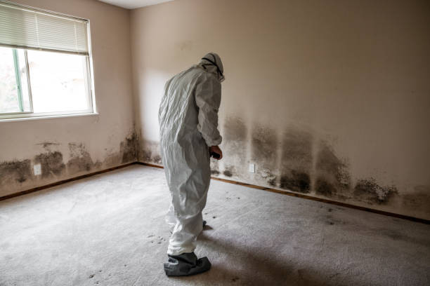 Trusted Briar, TX Mold Removal Experts