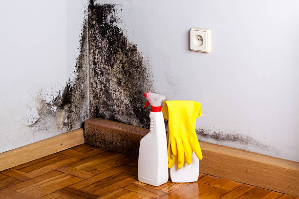 Best Home Mold Removal  in Briar, TX