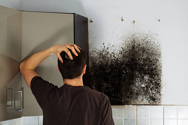 Best Affordable Mold Removal  in Briar, TX