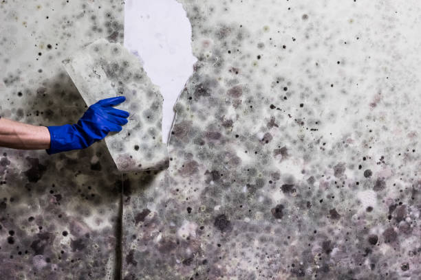 Best Mold Removal Near Me  in Briar, TX